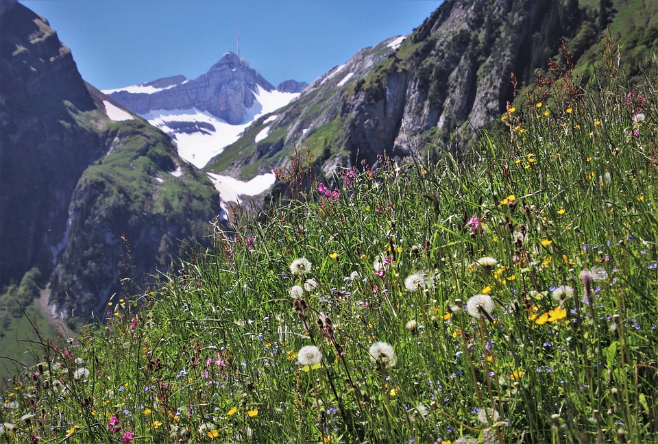 Increase in Insect Species Numbers in Cities due to Small Urban Greening Projects